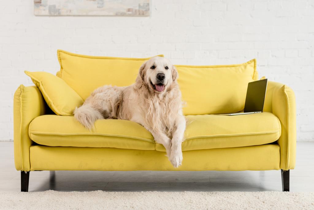  lindo golden retriever acostado en un sofá amarillo con portátil en el apartamento
   - Foto, imagen