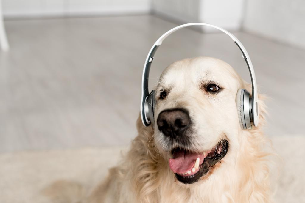 милий золотий ретривер прослуховування музики в навушниках в квартирі
  - Фото, зображення
