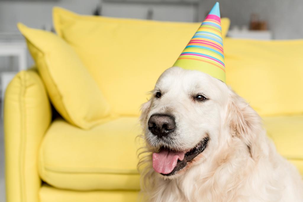 cute golden retriever in party cap looking away in apartment  - Photo, Image