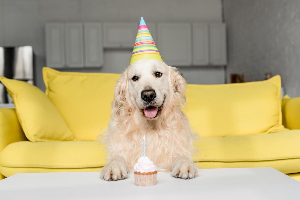 cute golden retriever in party cap with birthday cupcake in apartment  - Photo, Image