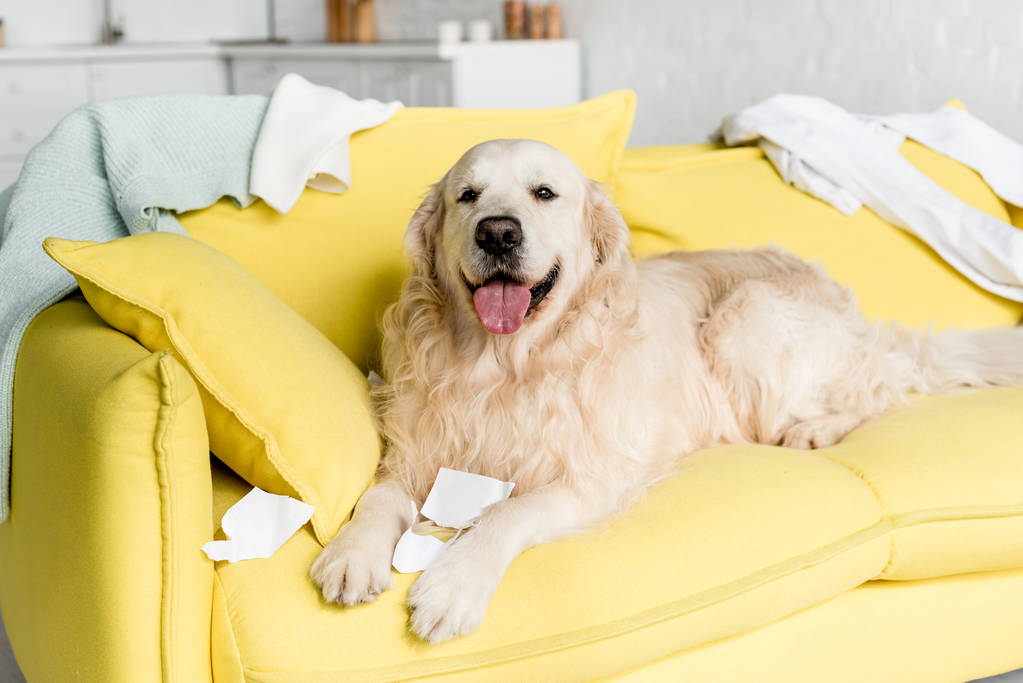 Netter Golden Retriever liegt auf leuchtend gelbem Sofa in schmuddeliger Wohnung  - Foto, Bild