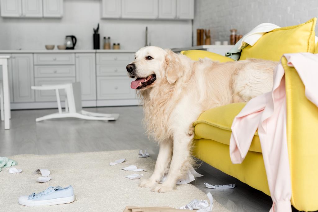 cute golden retriever lying on yellow sofa in messy apartment  - Photo, Image