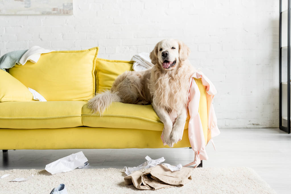 Netter Golden Retriever liegt auf gelbem Sofa in schmuddeliger Wohnung  - Foto, Bild