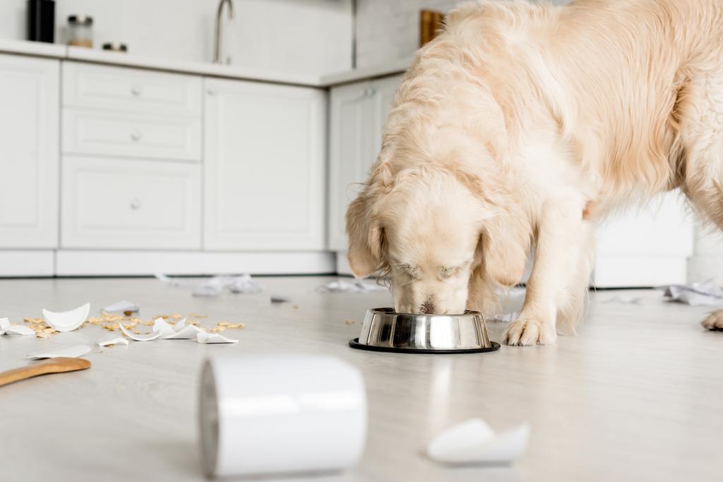 selective focus of cute golden retriever eating dog food from metal bowl in messy kitchen  - Photo, Image