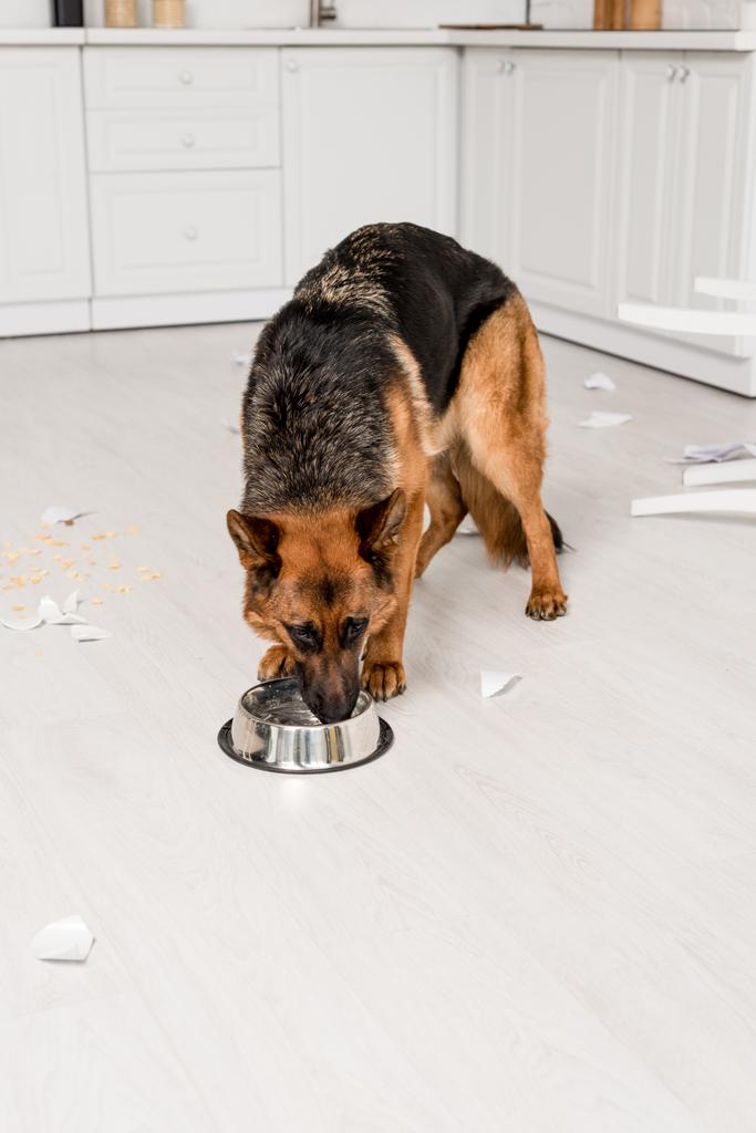 mignon berger allemand manger de la nourriture pour chien de bol en métal dans la cuisine désordonnée
  - Photo, image