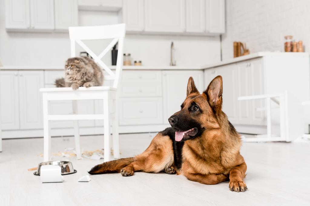 enfoque selectivo de pastor alemán acostado en el suelo y gato gris acostado en la silla en la cocina desordenada
 - Foto, imagen