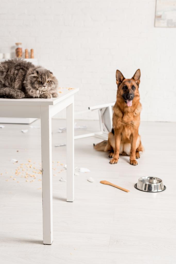 selectieve aandacht van grijze kat liggen op tafel en Duitse herder zittend op de vloer in rommelige keuken - Foto, afbeelding