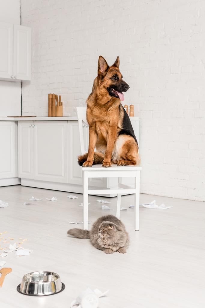 Netter Schäferhund sitzt auf weißem Stuhl und graue Katze liegt auf dem Boden in unordentlicher Küche - Foto, Bild