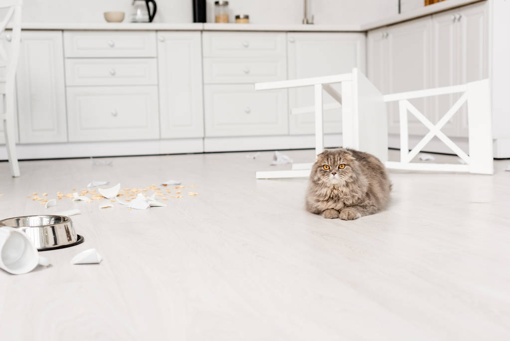  Ładna i szary kot leżący na i patrząc na kamery podłogi w kuchni bałagan - Zdjęcie, obraz
