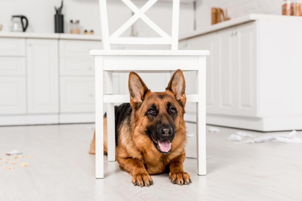 ładny Owczarek niemiecki leżącego pod biały krzesło na podłodze i patrząc na kamery w bałagan kuchni - Zdjęcie, obraz