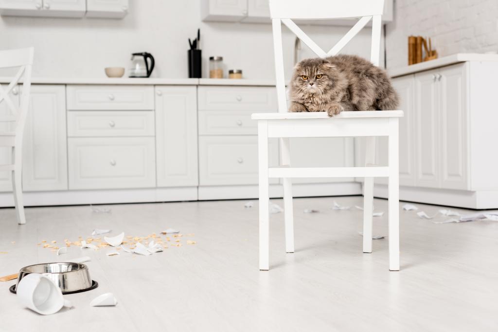 aranyos és szürke macska feküdt fehér szék, és keres el rendetlen konyha - Fotó, kép