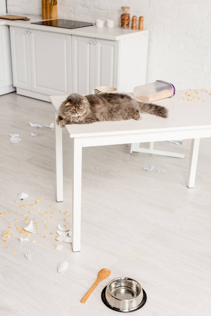  Ładna i szary kot leżący na biały stół i odwracając się w bałagan kuchni - Zdjęcie, obraz