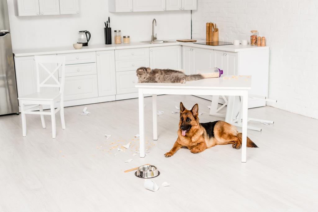 Ładna i szary kot leżący na biały stół i Owczarek niemiecki leżącego na podłodze w kuchni bałagan - Zdjęcie, obraz