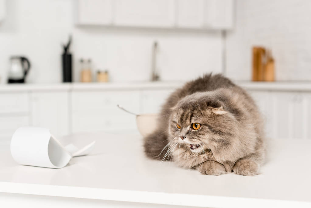 seçici odak şirin ve Gri kedi beyaz yüzeyinde yalan ve tıslama  - Fotoğraf, Görsel