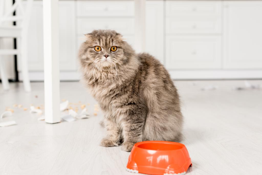 χαριτωμένο και γκρίζα γάτα στέκεται στο πάτωμα με τα πλαστικά μπολ στην ακατάστατη κουζίνα - Φωτογραφία, εικόνα