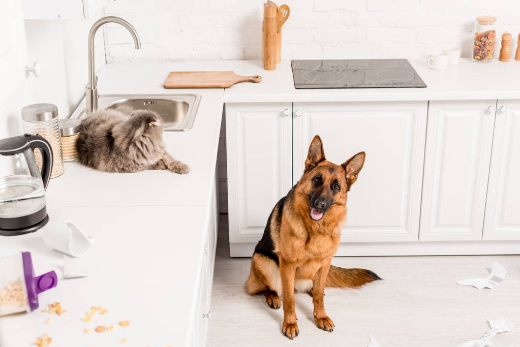 niedliche graue Katze auf weißer Oberfläche liegend und Schäferhund auf dem Boden in unordentlicher Küche sitzend - Foto, Bild