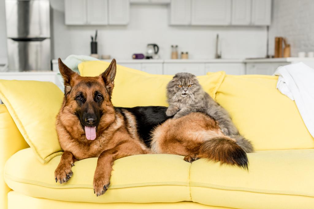 mignon et gris chat et chien couché sur le canapé jaune dans un appartement désordonné
  - Photo, image