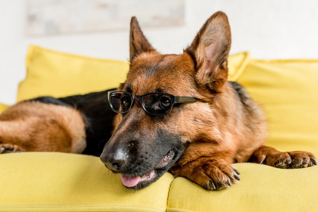 селективный фокус милой немецкой овчарки в очках лежащих на ярко-желтом диване в квартире
  - Фото, изображение