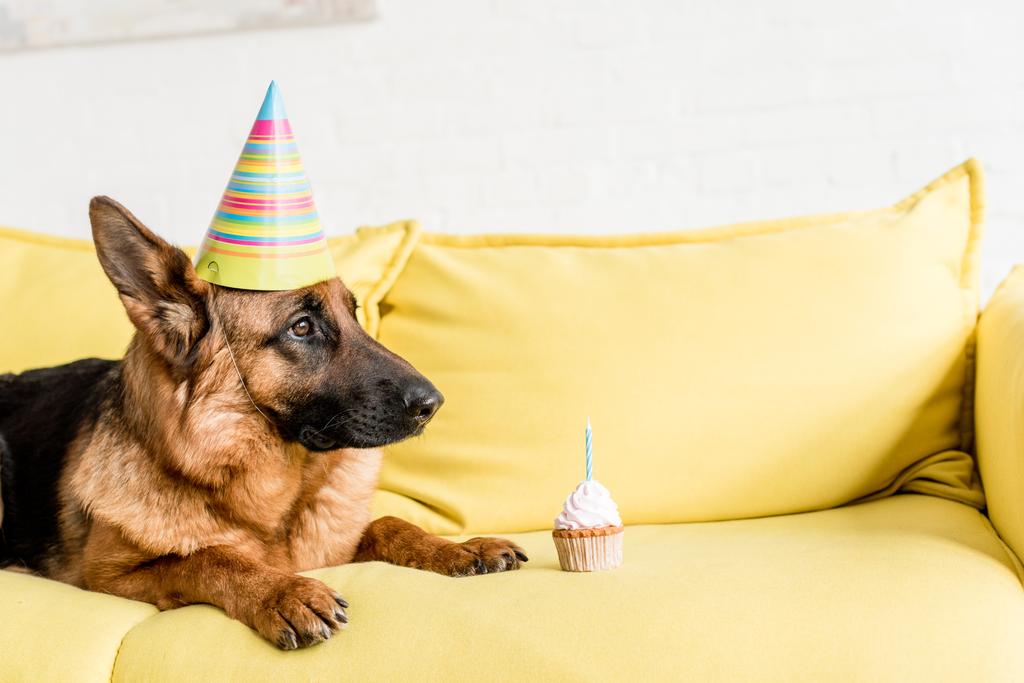 mignon berger allemand dans la casquette de fête couché sur le canapé jaune vif avec cupcake d'anniversaire dans l'appartement
 - Photo, image