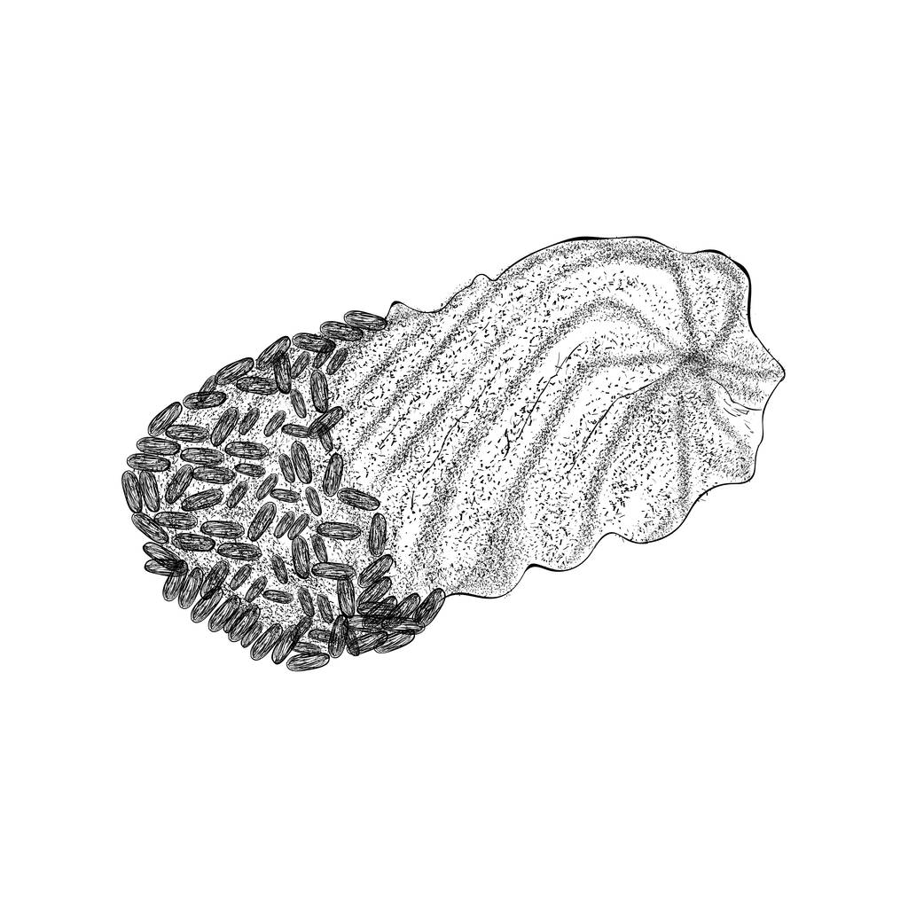 Galletas de oblea en estilo dibujado a mano
  - Vector, Imagen