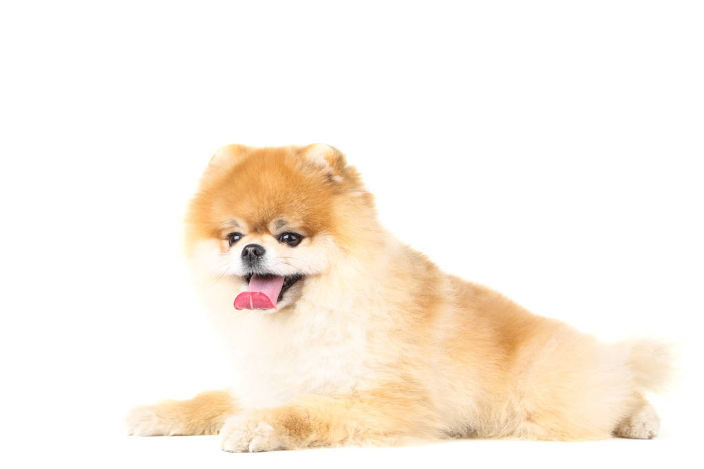 Pommerscher Hund isoliert auf weißem Hintergrund - Foto, Bild