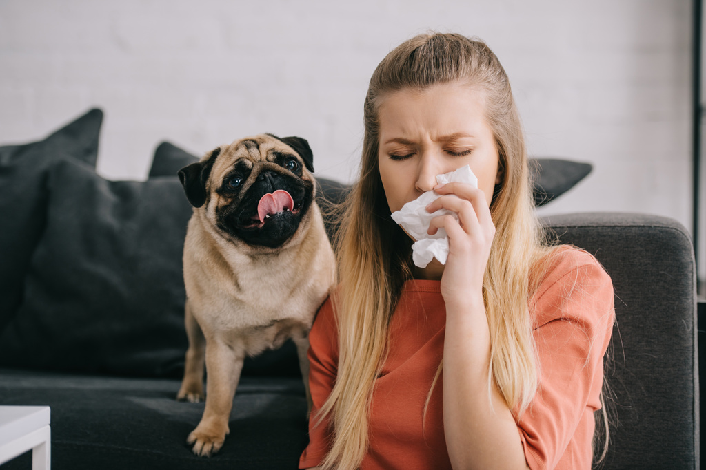 blond meisje allergisch voor hond niezen in weefsel in de buurt van schattige Mops  - Foto, afbeelding