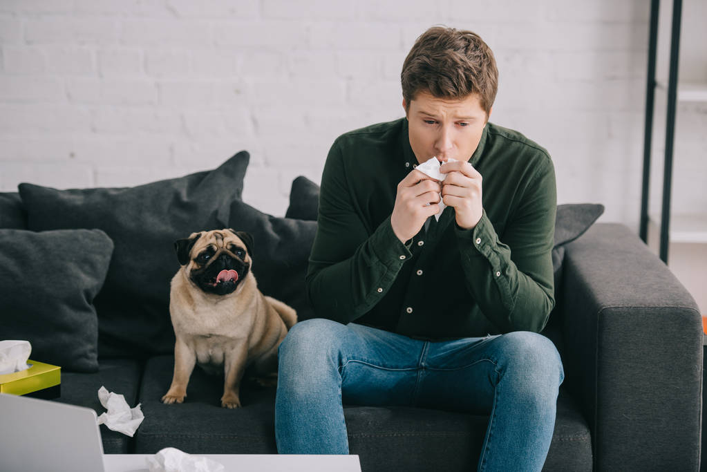 красивий чоловік алергія на собаку тримає тканину під час чхання біля милих мопсів вдома
  - Фото, зображення