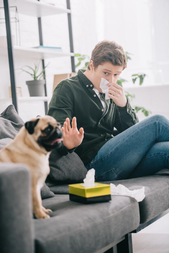 selective focus of man allergic to dog sneezing near adorable pug at home  - Photo, Image