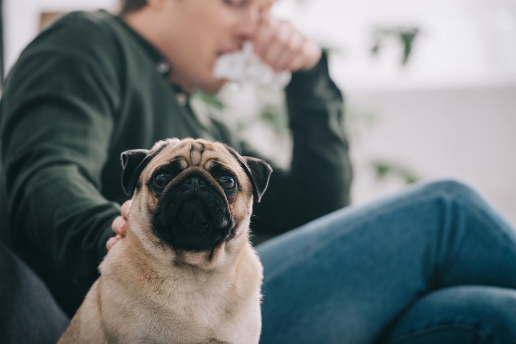 selective focus of adorable pug dog near man sneezing at home  - Photo, Image