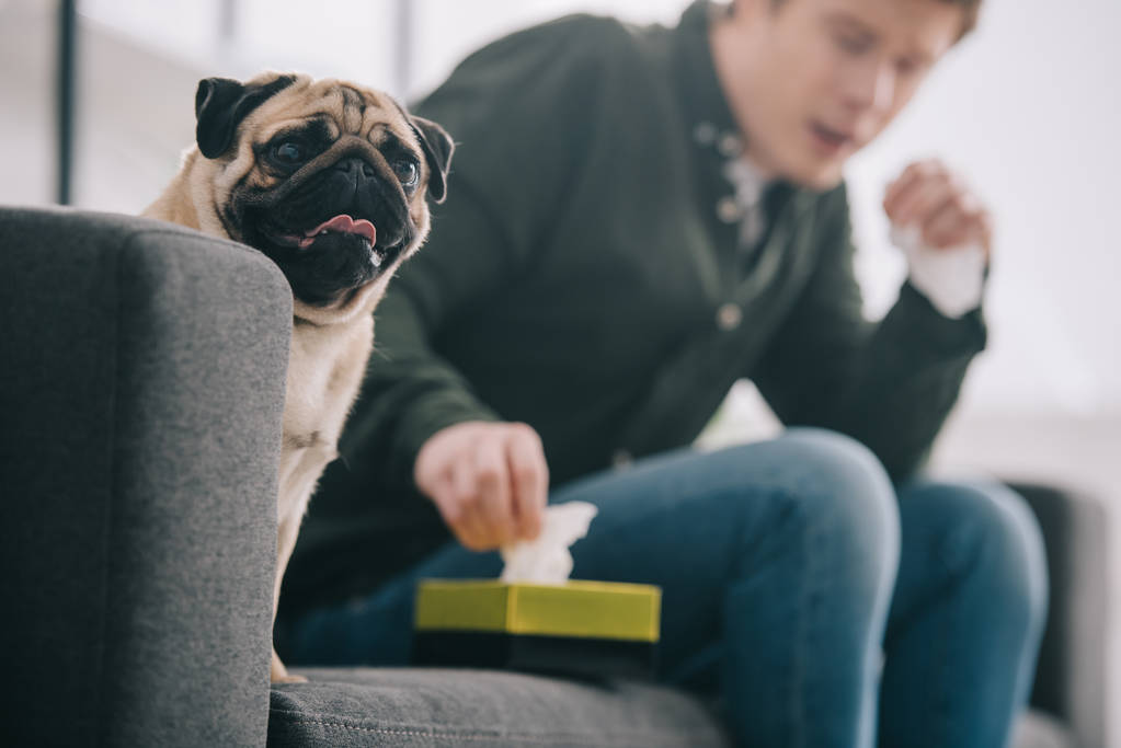 selective focus of adorable pug dog near man taking tissue from tissue box  - Photo, Image
