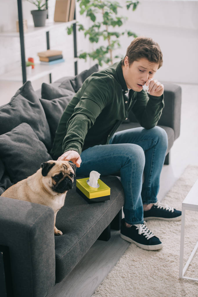 man allergic to dog holding tissue near nose and touching pug on sofa - Photo, Image