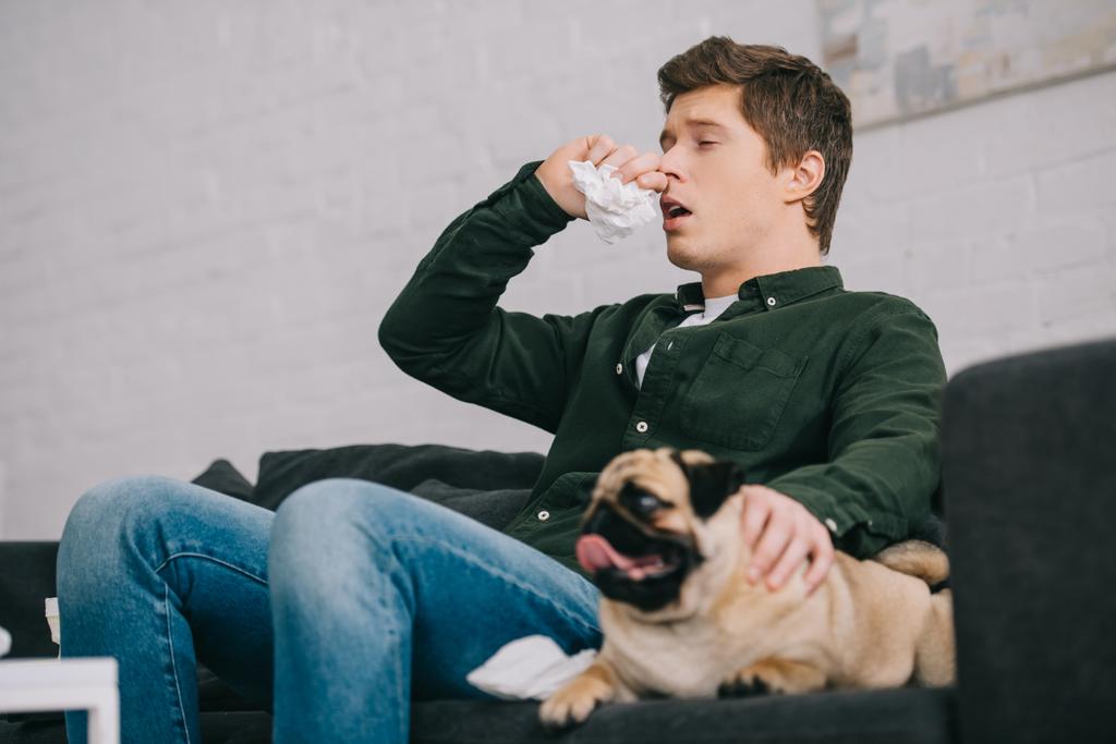 szelektív összpontosít az ember allergiás a kutya tüsszentés közben ül a kanapén mopsz  - Fotó, kép