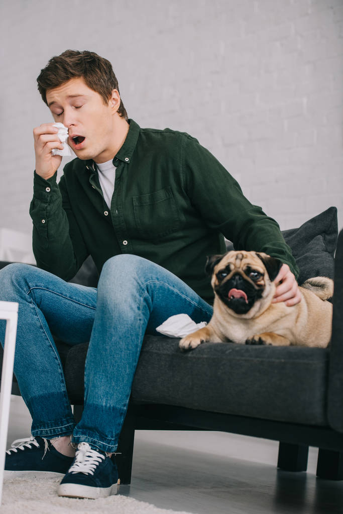 У человека аллергия на чихание собаки, когда он сидит с милым мопсом на диване
  - Фото, изображение