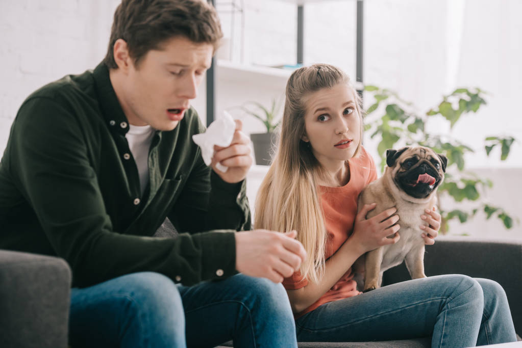 enfoque selectivo de la mujer rubia sosteniendo pug y mirando al hombre alérgico al perro estornudando mientras está sentado en el sofá
  - Foto, imagen