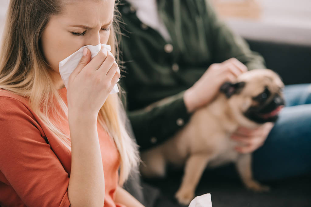 enfoque selectivo de mujer rubia alérgica al perro estornudos cerca de hombre con pug
  - Foto, imagen