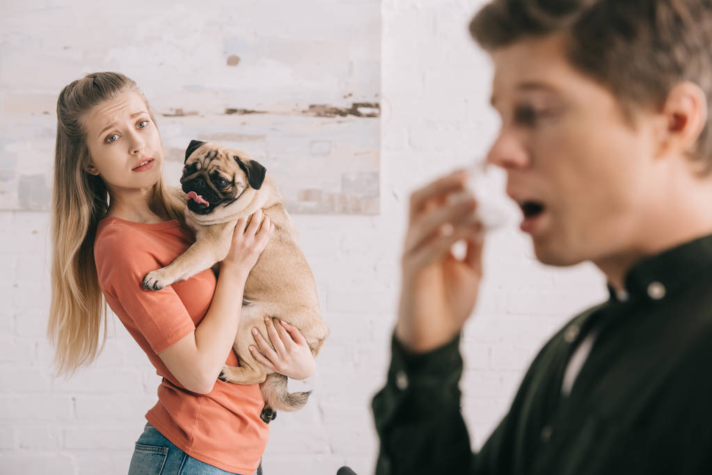 selective focus of attractive worried girl holding cute pug and looking at sneezing man allergic to dog - Photo, Image