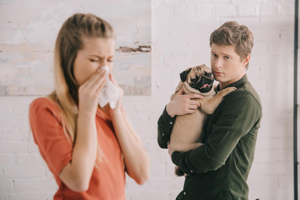 selective focus of worried man holding in arms cute pug near woman allergic to dog sneezing in tissue  - Photo, Image
