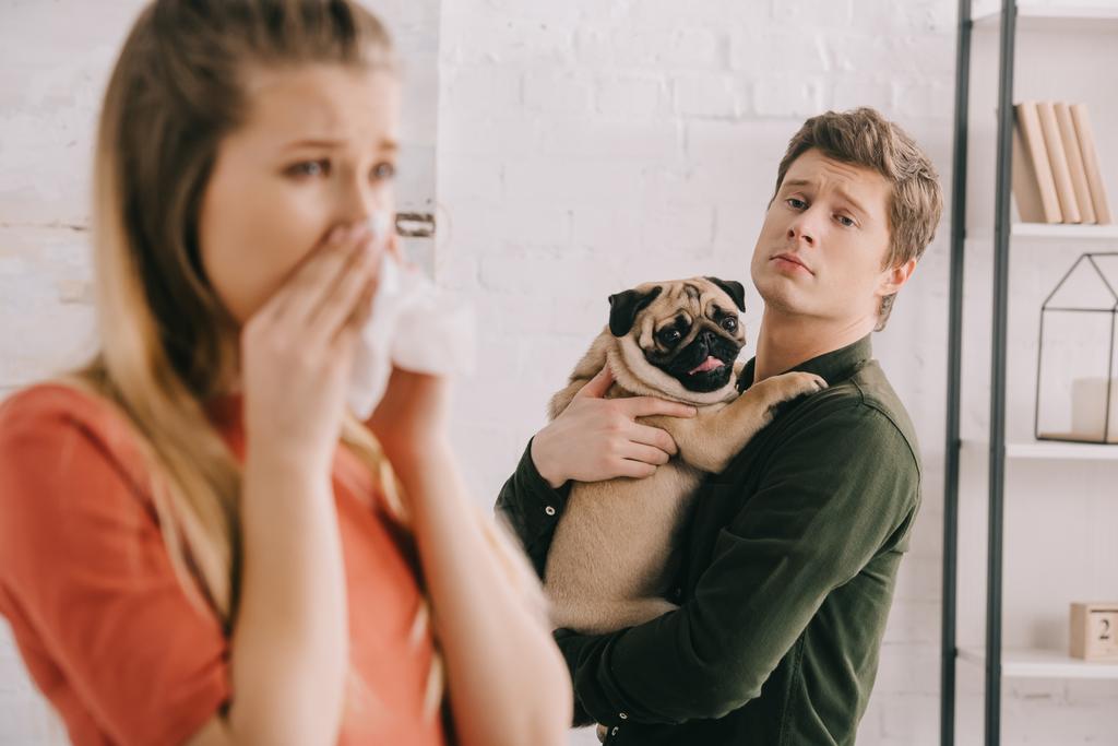 selective focus of handsome man holding in arms cute pug near woman allergic to dog sneezing in tissue  - Photo, Image