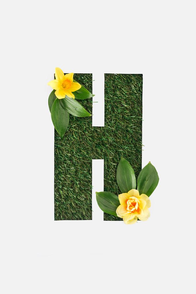vista superior de cortar letra H no fundo de grama verde com folhas e narcisos amarelos isolados em branco
 - Foto, Imagem