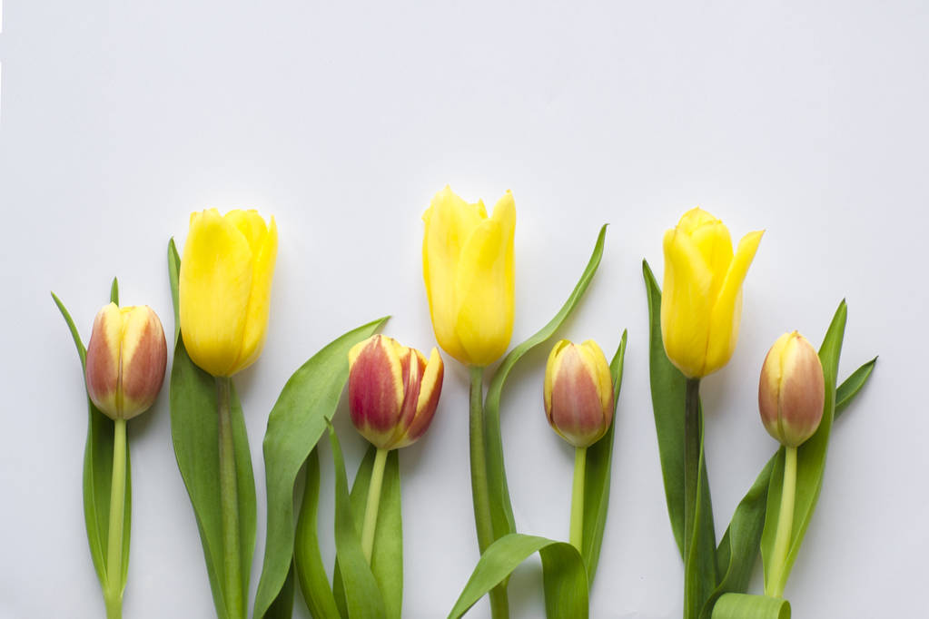 Buquê de tulipas coloridas com folhas verdes em um fundo claro. Bela flor na estação de primavera. Vista superior do espaço vazio
 - Foto, Imagem