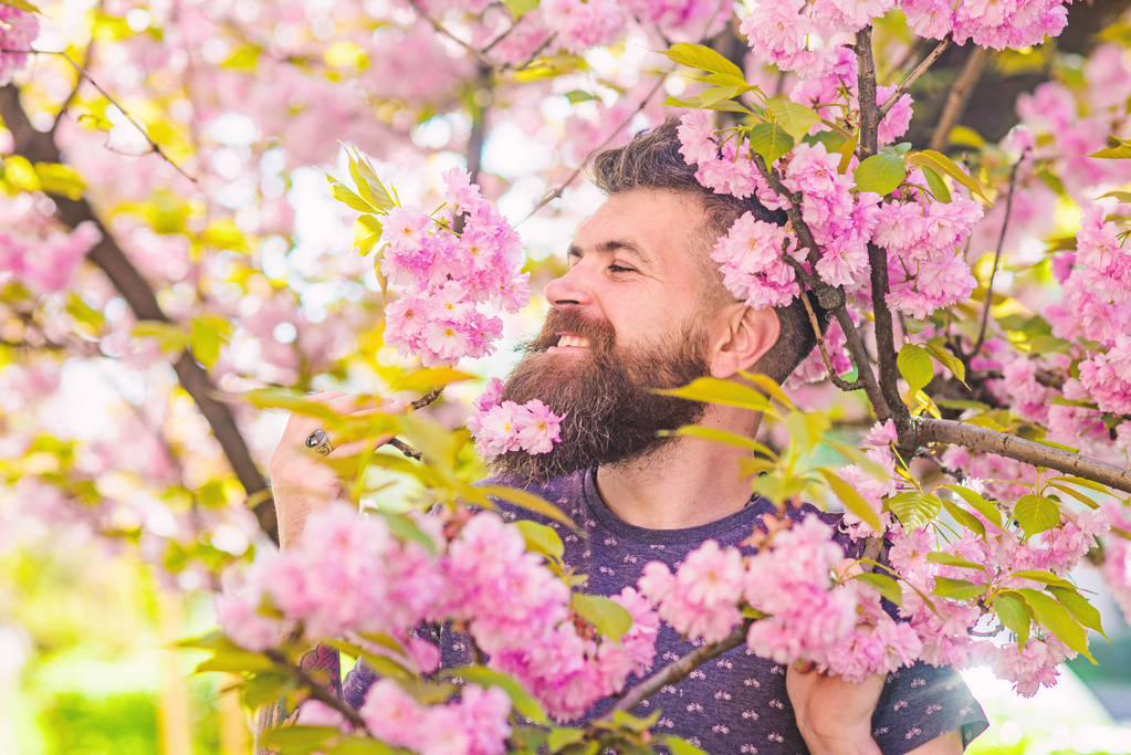 性質の概念で統一。ひげと口ひげをつけたピンクの花の近くに幸せな顔を持つ男。背景に桜の花と新鮮なヘアカットにあごひげを生やした。ひげの桜とヒップ - 写真・画像
