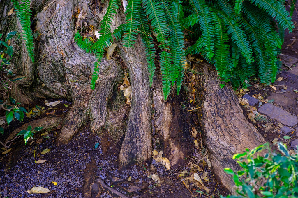 Τροπικά φτέρες αυξάνεται σε κορμό δέντρου βοτανικό κήπο στην Τενερίφη, Κανάριοι Νήσοι - Φωτογραφία, εικόνα