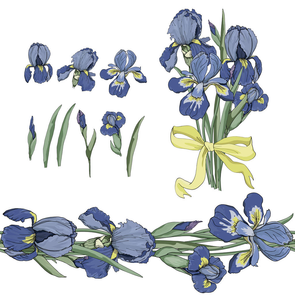 set van naadloze grens en iris bloemen  - Vector, afbeelding