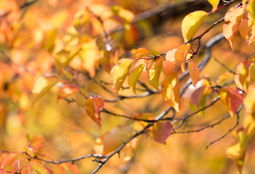 hojas rojas en un árbol en otoño
 - Foto, imagen