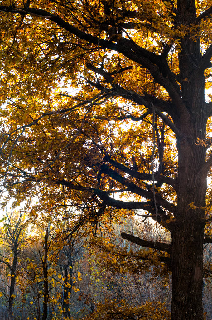 bosque de otoño en toda su gloria, es tan hermoso en la puesta del sol
 - Foto, Imagen