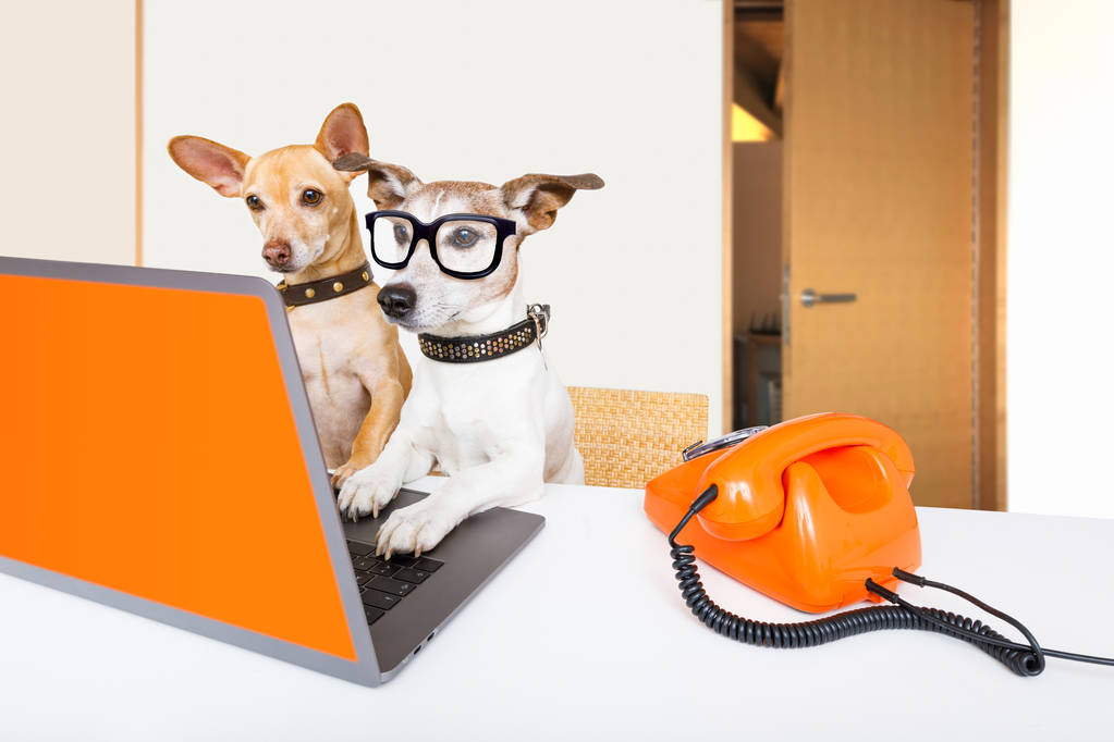 baas beheer honden in kantoor - Foto, afbeelding