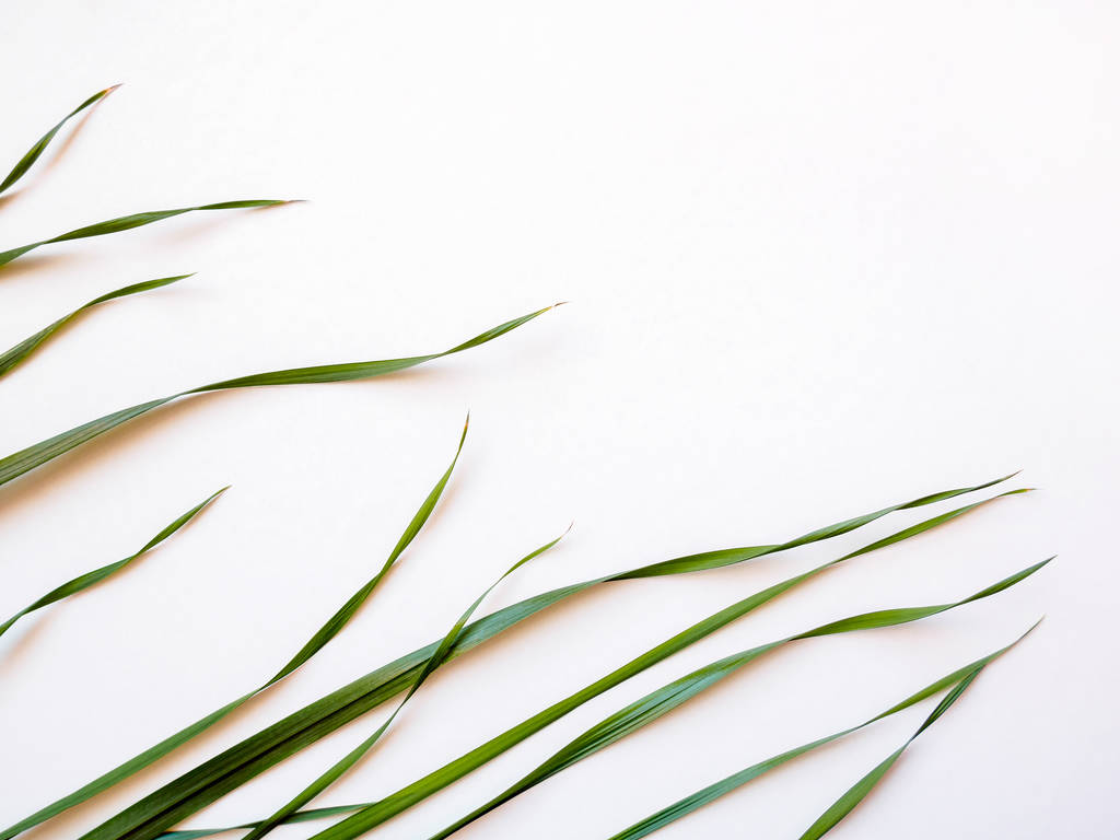 зелене листя вівсяної трави на білому тлі
 - Фото, зображення