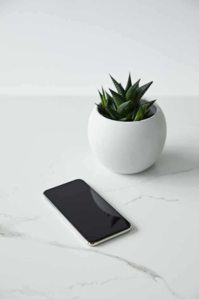 smartphone with blank screen and flowerpot isolated on grey - Photo, Image