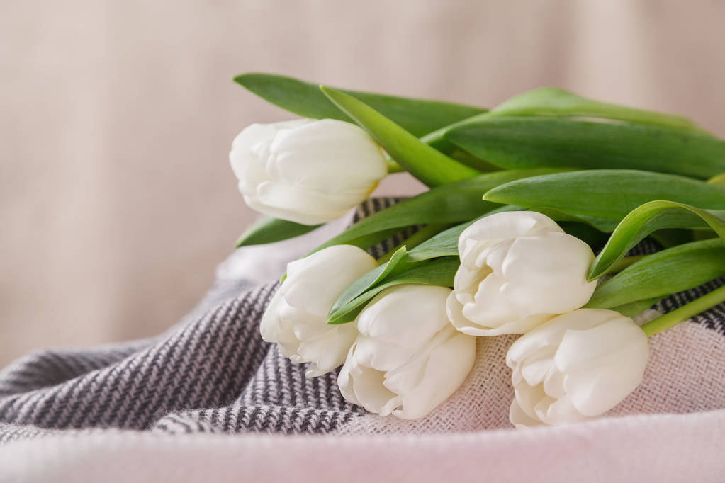 Fehér tulipán a egy szürke-pink gyapjú takaró, egy bézs a csendélet elmosódott háttér a tavaszi reggel fény - Fotó, kép