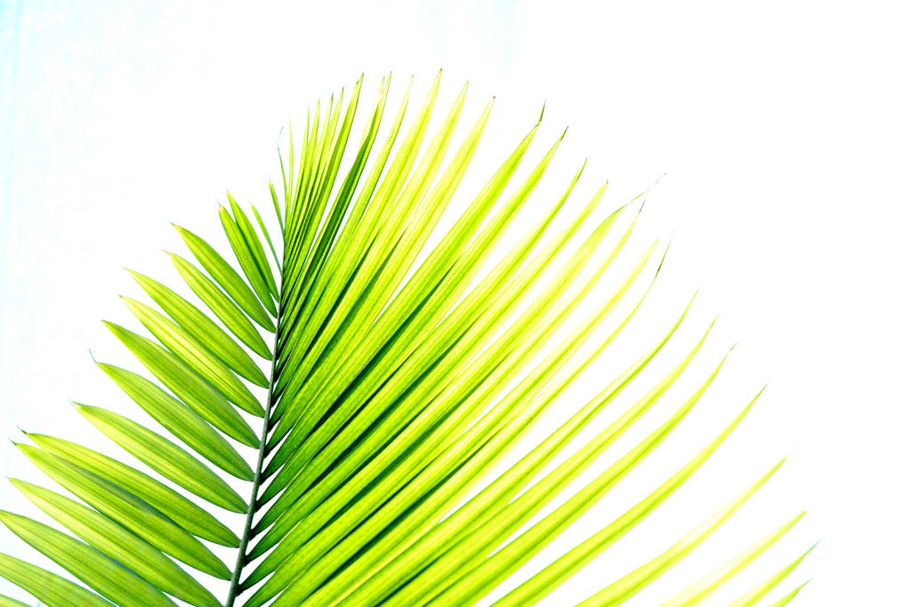 Palm foliage background with copy space for text. - Photo, Image